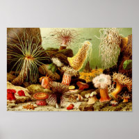 Vintage Marine Life Illustration