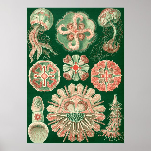 Vintage Marine Life Illustration Poster (Front)