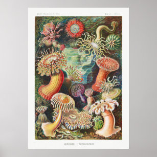 Vintage Marine Life Illustration Poster