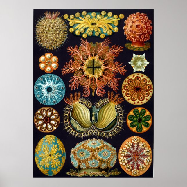 Vintage Marine Life Illustration Poster (Front)
