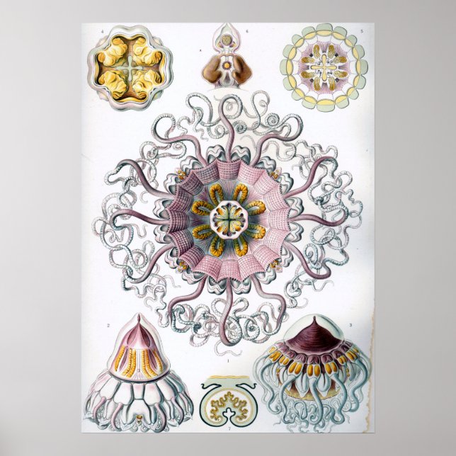 Vintage Marine Life Illustration Poster (Front)