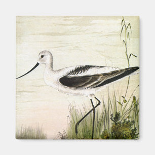 Vintage Marine Life Shorebirds, Avocet Birds Magnet