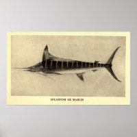 Vintage Marlin Illustration (1921)