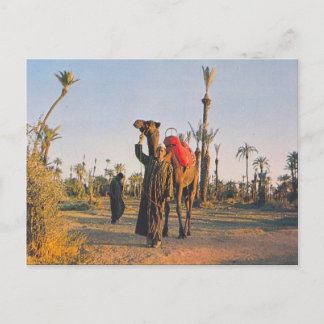 Vintage Marrakesh, Camels Postcard
