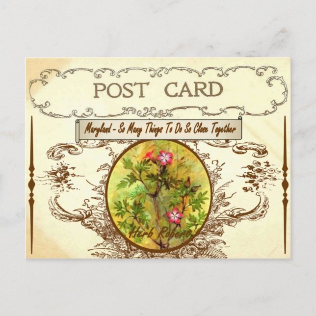 Vintage Maryland State Flower Postcard (Front)