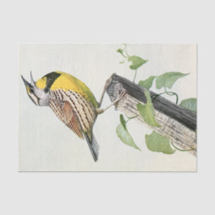 vintage meadow lark watercolor tissue paper