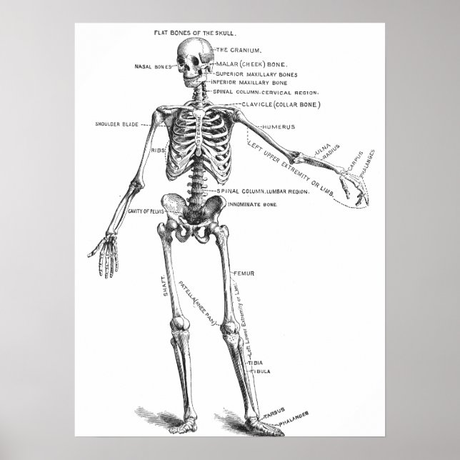 Vintage medical anatomy skeleton doctor diagram poster (Front)