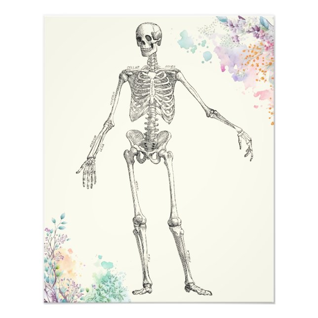 Vintage medical anatomy skeleton flower diagram photo print (Front)
