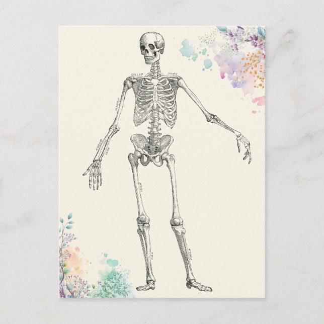Vintage medical anatomy skeleton flower diagram postcard (Front)