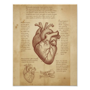 Vintage Medical Human Heart Anatomy Educational Photo Print