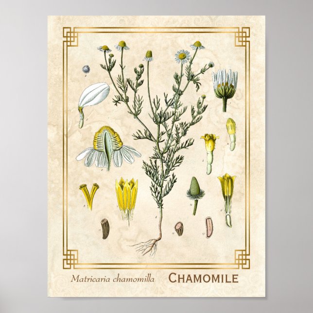 Vintage Medicinal Herb Chamomile Flower Botanical Poster (Front)
