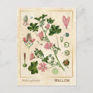 Vintage Medicinal Herb Mallow Flower Botanical Postcard