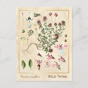 Vintage Medicinal Herb Wild Thyme Botanical Postcard