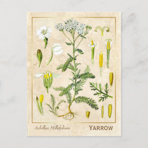 Vintage Medicinal Herb Yarrow Flower Botanical Postcard