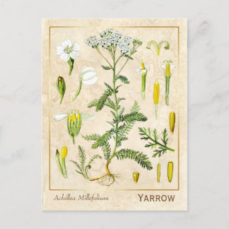 Vintage Medicinal Herb Yarrow Flower Botanical Postcard