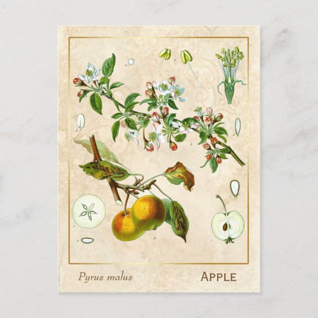 Vintage Medicinal Plant Apple Fruit Botanical Postcard (Front)