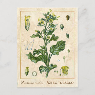Vintage Medicinal Plant Aztec Tobacco Botanical Postcard