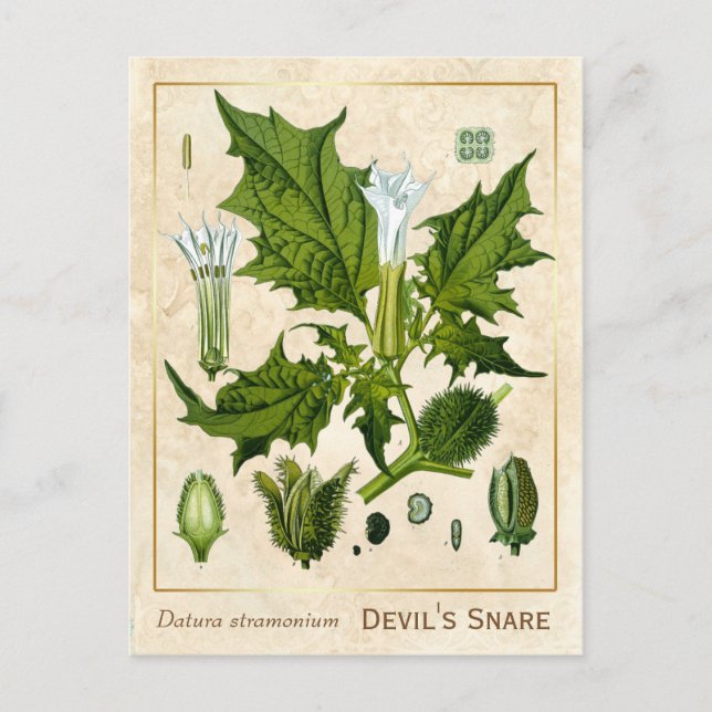 Vintage Medicinal Plant Devil's Snare Botanical Postcard (Front)
