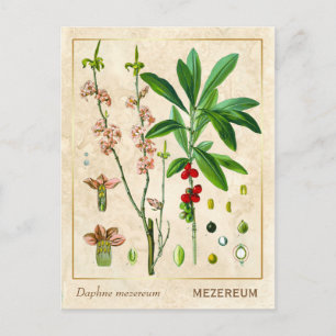 Vintage Medicinal Plant February Daphne Botanical Postcard