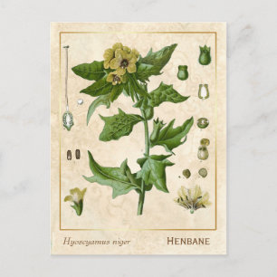 Vintage Medicinal Plant Henbane Herb Botanical Postcard