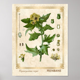 Vintage Medicinal Plant Henbane Herb Botanical Poster