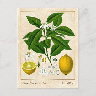 Vintage Medicinal Plant Lemon Fruit Botanical Postcard