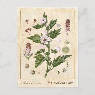 Vintage Medicinal Plant Marshmallow Botanical Postcard