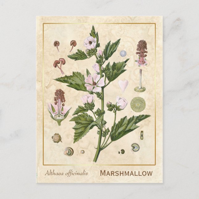 Vintage Medicinal Plant Marshmallow Botanical Postcard (Front)