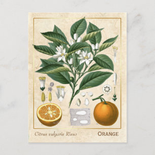 Vintage Medicinal Plant Orange Fruit Botanical Postcard