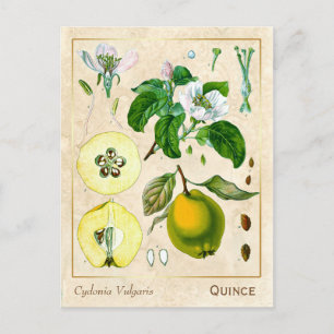 Vintage Medicinal Plant Quince Fruit Botanical Postcard