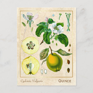 Vintage Medicinal Plant Quince Fruit Botanical Postcard