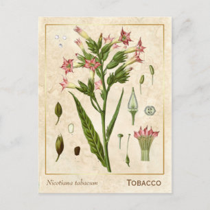 Vintage Medicinal Plant Tobacco Herb Botanical Postcard