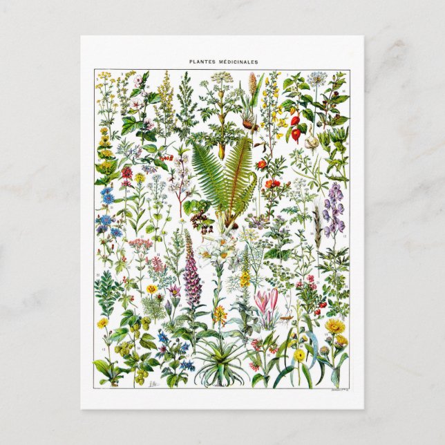 Vintage Medicinal Plants Illustration Postcard (Front)