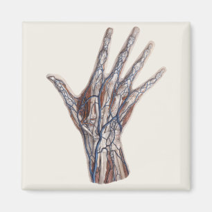 Vintage Medicine, Human Anatomy Hand Fingers Magnet