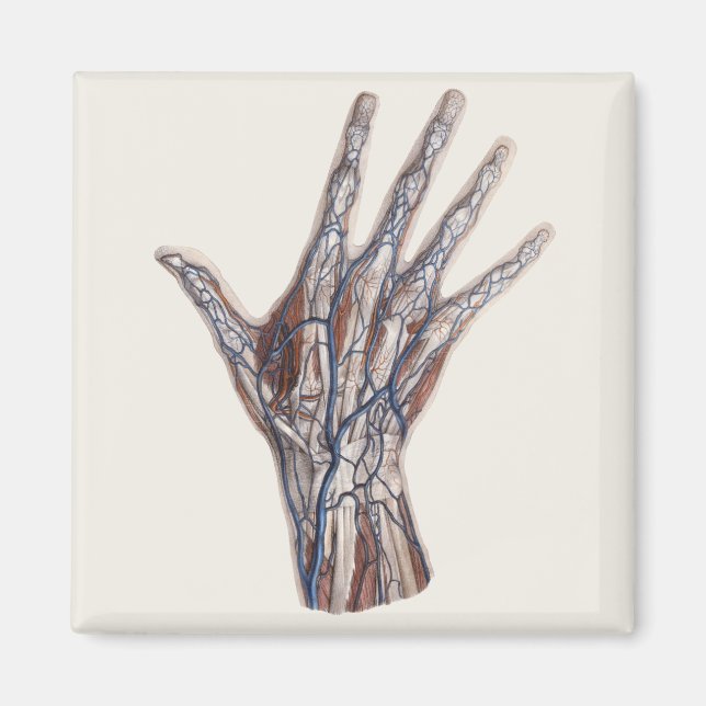 Vintage Medicine, Human Anatomy Hand Fingers Magnet (Front)