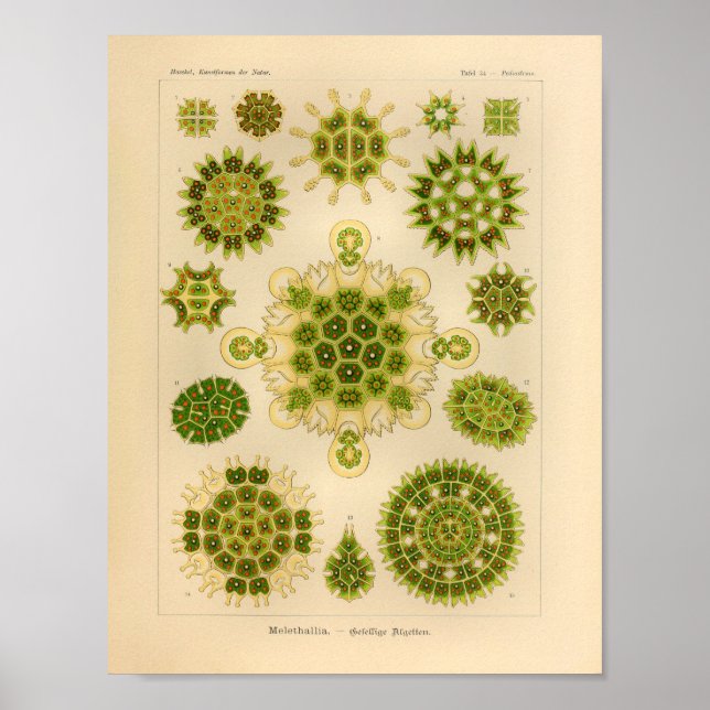 Vintage Melethallia Colour Ernst Haeckel Art Print (Front)