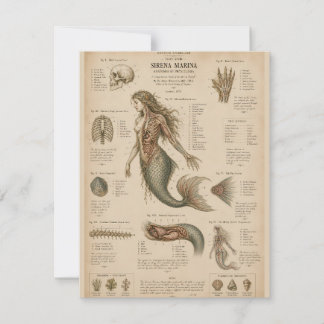Vintage Mermaid Anatomy Scientific Illustration, D Card