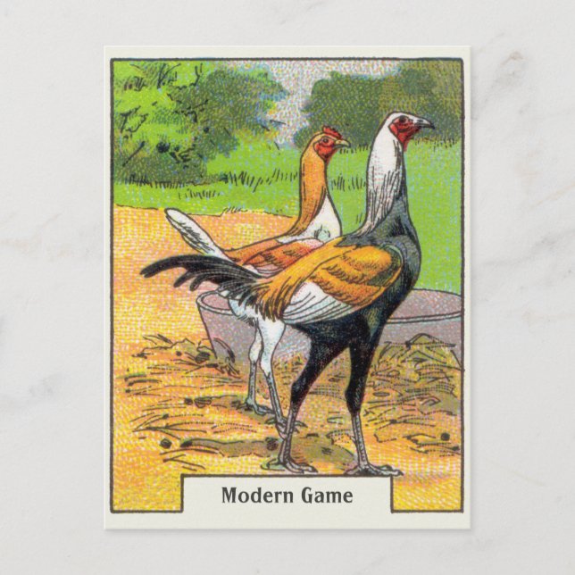 Vintage Modern Game Chicken Postcard (Front)