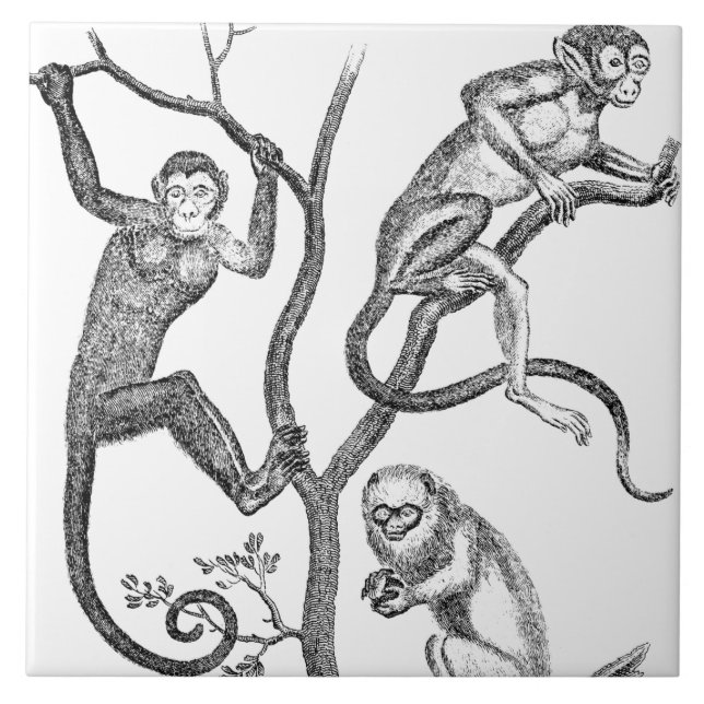 Vintage Monkey Illustration - 1800's Monkeys Tile (Front)