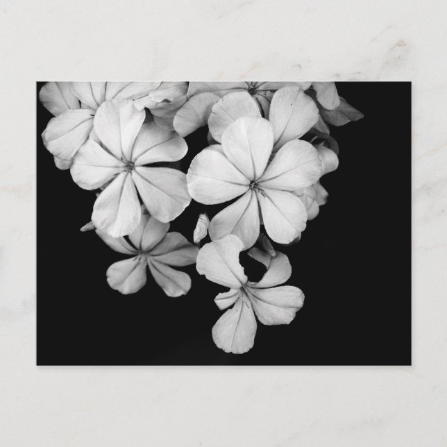 Vintage Monochrome Plumbago Artwork Postcard (Front)