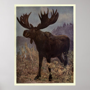 Vintage Moose Painting (1909) Poster