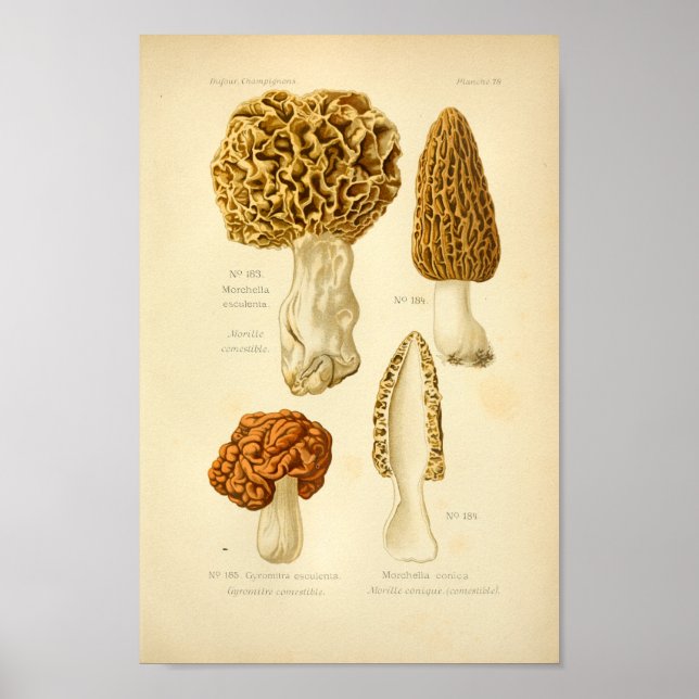 Vintage Morchella Brown Mushrooms Art Print French (Front)