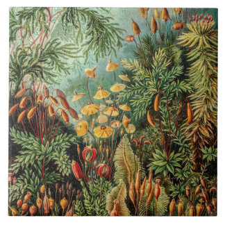 Vintage Moss Plants Muscinae by Ernst Haeckel Tile