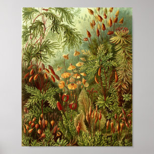Vintage Mosses Botanical Illustration Poster