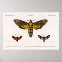 Vintage Moth Illustration Poster