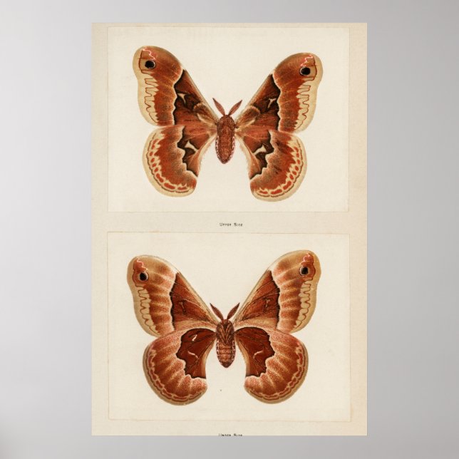 Vintage Moth Illustration Poster (Front)