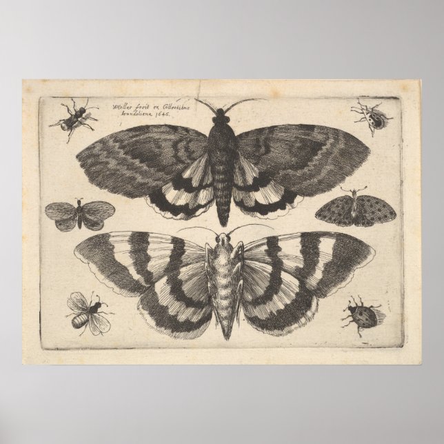 Vintage Moth Lepidoptera Art Print (64) (Front)