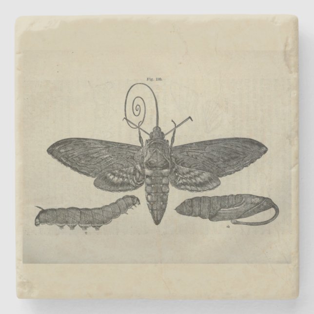 Vintage Moth Metamorphasis Print Stone Coaster (Front)