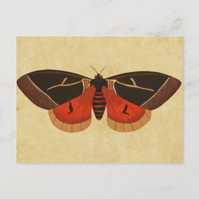 Vintage Moth Postcard (Front)