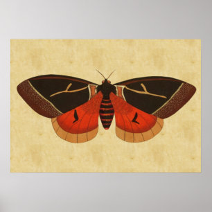 Vintage Moth Poster